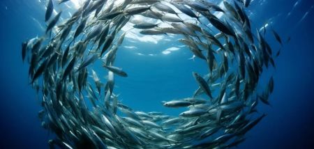 З’їли 10 мільйонів риб: зафіксовано найбільший в історії випадок хижацтва