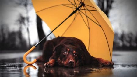 Снігова погода: що сьогодні робитиметься по всій Україні