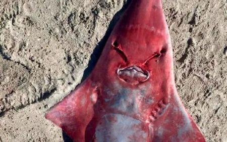 Відвідувачі пляжу жахнулися, побачивши на березі червону “іншопланетну” істоту – фото