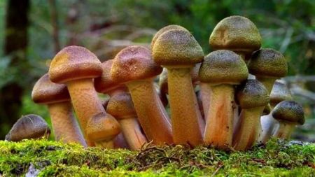 Підпеньки за ціною ювелірки: нардеп-військовий обурився космічними штрафами за збір грибів