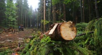 До 15300 гривень: українцям пояснили, чи можна збирати в лісі дрова і коли за це штрафують