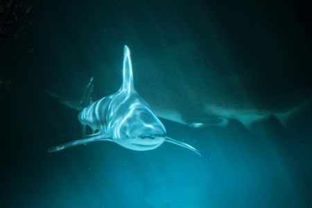 Акули використовують “таємну дорогу” в Пальмірі, – вчені