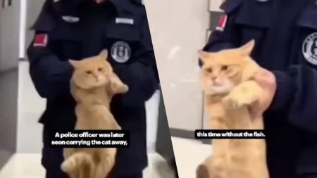 У Таїланді поліція затримала кота за крадіжку риби: миле відео розірвало мережу