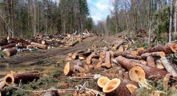 Кому 8, а кому 17 тисяч: які штрафи за дрова буде запроваджено 2025 року