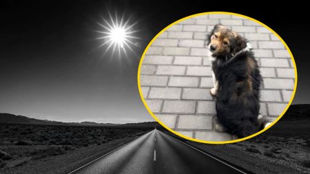 Український Хатіко: собака вже 2 роки чекає свого господаря, загиблого на війні