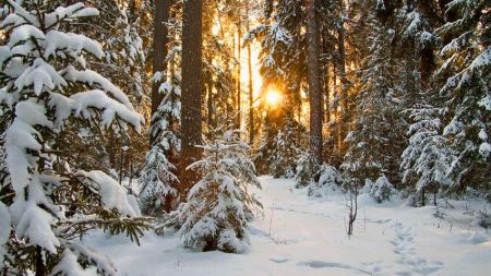 Погода на Різдво в Україні: чи випаде сніг