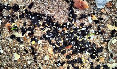 Риба в морі може стати токсичною: на Одещині знов найшли нафтопродукти з танкерів РФ