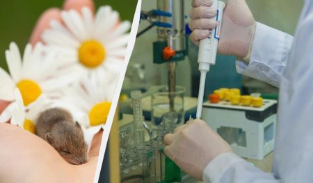 Китайські вчені успішно вивели мишенят від двох батьків-самців