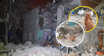 Вірний до кінця. Пес загиблого у Запоріжжі чоловіка розчулив українців (відео)