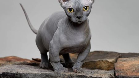 З “бебі фейсом”. В Україні продають “дуже якісних” котів за понад 170 тисяч грн (фото)