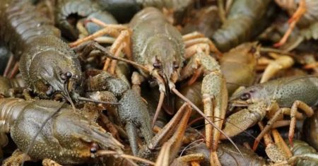 Штраф 3332 грн за штуку: українців попередили про суворе покарання з 10 лютого