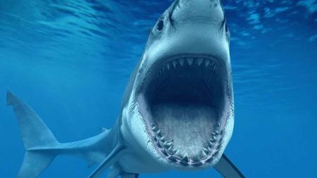 Акули знову вбили російського туриста: інший потонув