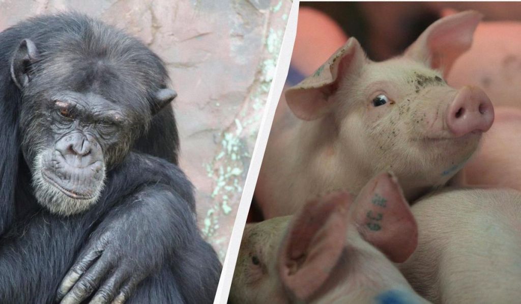 Фантастика чи правда: вчений заявив, що людина – гібрид шимпанзе і свині