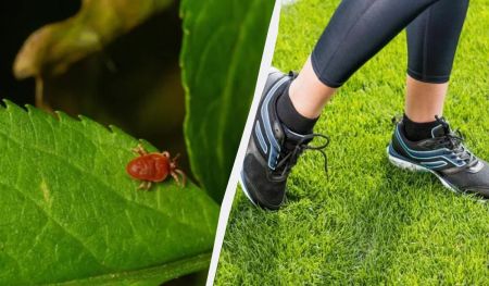 Кліщі навіть на метр до вас не підповзуть: ось що потрібно зробити перед виходом на вулицю