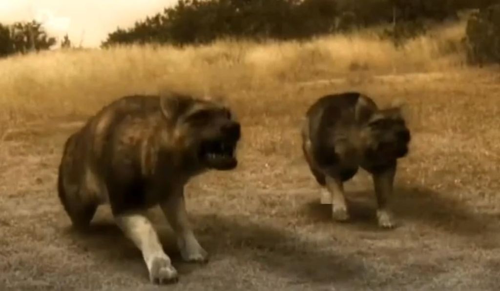 Домінував в Америці до приходу кішок: біолог розповів про найбільшого собаку в історії