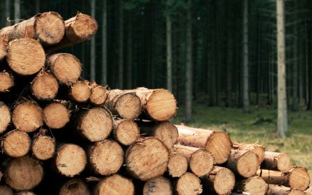 Як законно заготовляти дрова 2025 року самостійно: де дозволено рубати самосів