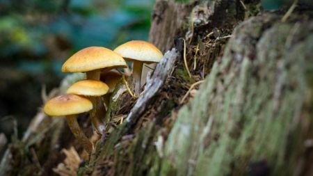 Життя на Землі може опинитися під загрозою: починають вимирати важливі гриби