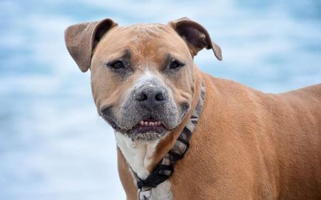 Чоловік заявив, що його підстрелив собака, коли він був у ліжку з дівчиною