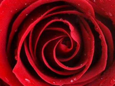 Вчені розкрили секрет червоного кольору