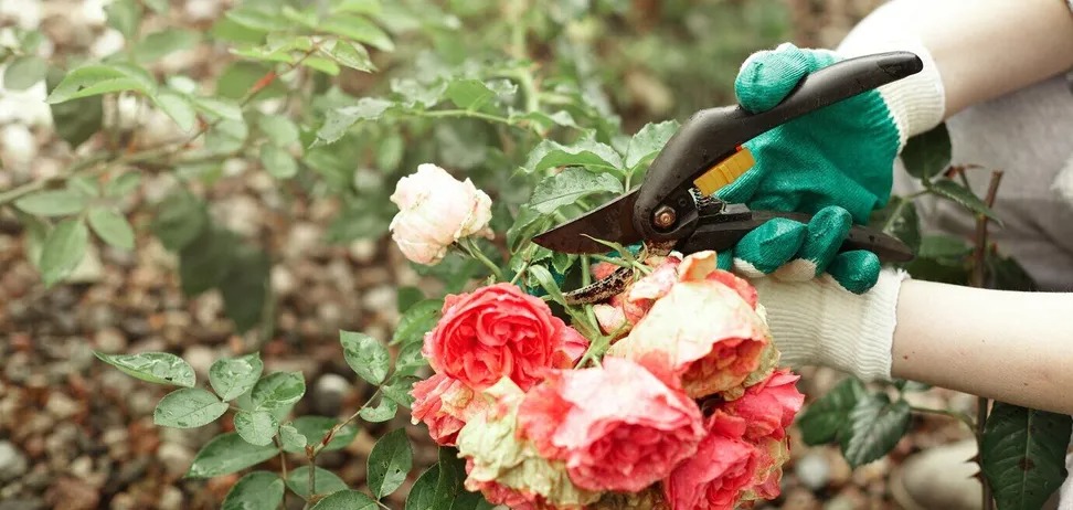 Як і коли треба садити троянди, щоб вони гарно прижилися весною: ключові кроки