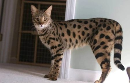 До $100 000 за кота: 10 найдорожчих порід у світі