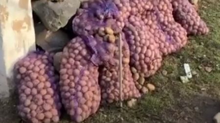 Пощастило тим, хто має город: ціни на картоплю злетять – садіть урожай чи голодуйте