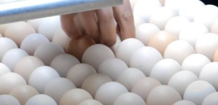 “Золоті” яйця повертаються: популярний продукт знову дорожчає – і це тільки початок