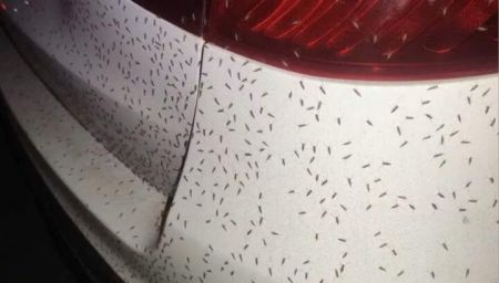 Мешканці вимагають оголосити надзвичайний стан: італійське місто потерпає від нашестя мошок