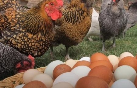 Їжа стає розкішшю: які продукти вигідно купувати в Україні зараз