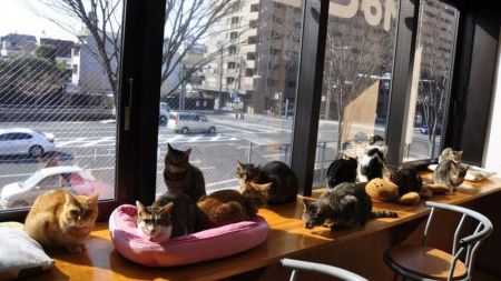 Замість затишку — стрес: зоозахисники вимагають ліквідувати котокафе