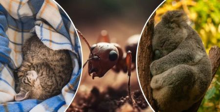 Нам і не снилося: знайдено істоту, яка спить 253 рази на день