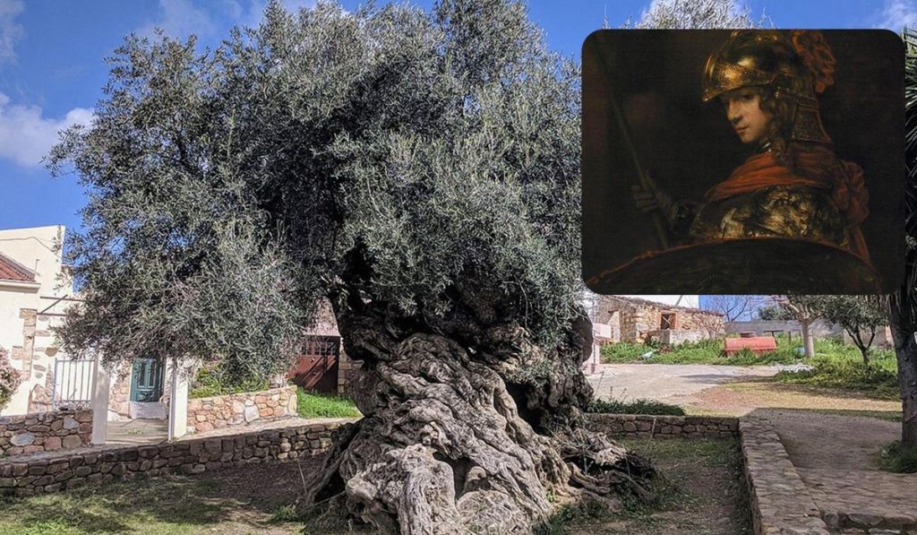 У Греції росте легендарне оливкове дерево, яке ще бачило імперію Олександра Македонського