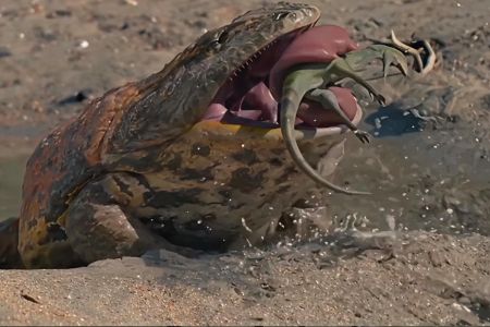 На Мадагаскарі знайшли рештки жаби, яка полювала на динозаврів, – Forbes