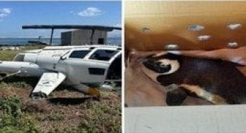 Пінгвіна звинуватили в авіатрощі: що сталося (фото)