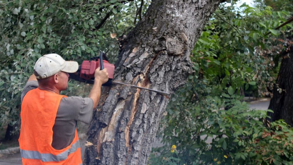 Чи можна спиляти дерево біля власного будинку без дозволу і штрафів
