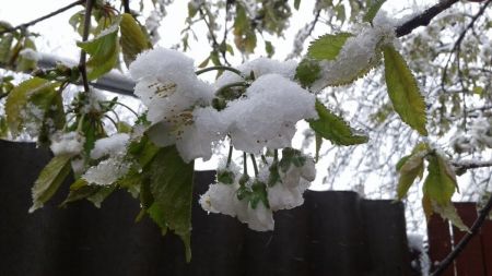 Заморозки вдарять по гаманцю: експерт назвав фрукти, які можуть різко подорожчати