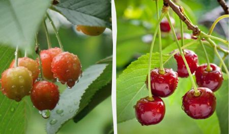 Ціни будуть захмарні: Україні загрожує дефіцит популярних фруктів