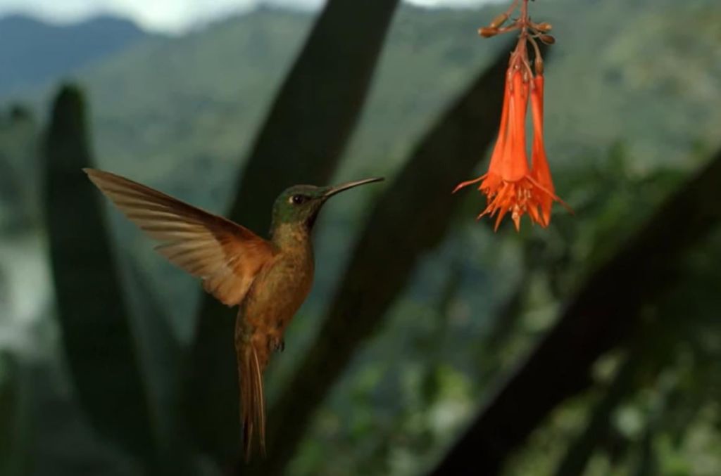 Лише один птах здатен літати задом наперед: учені пояснили, як йому це вдається
