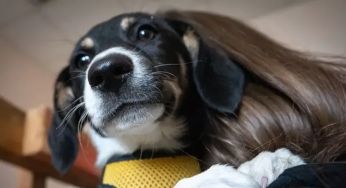Що буде, якщо не зареєструвати кота чи собаку в ЦНАП – в Києві запустили важливий сервіс