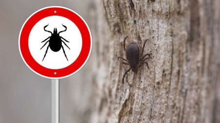 Це три найкращі засоби від кліщів: вони допоможуть уникнути небезпечних укусів
