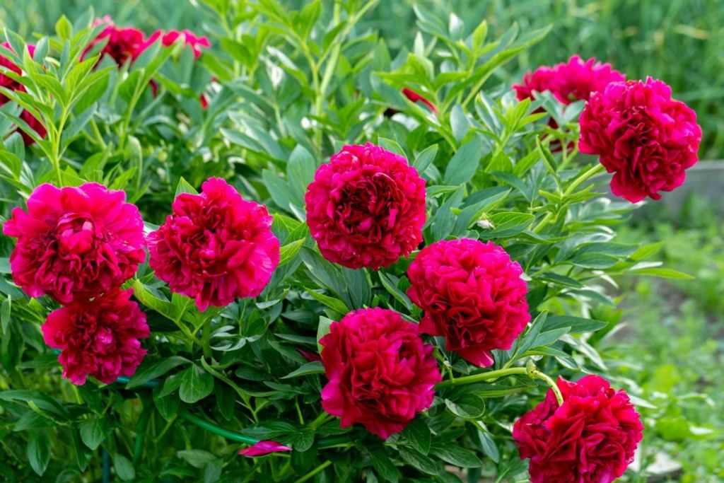 Що робити з півоніями після цвітіння: садівники дали цінні поради