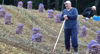 У Білорусі виник дефіцит картоплі через політику Лукашенка