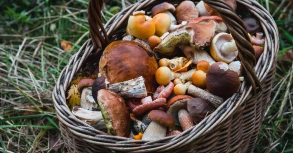 Українців можуть оштрафувати за збирання грибів і ягід — екологи пояснили умови