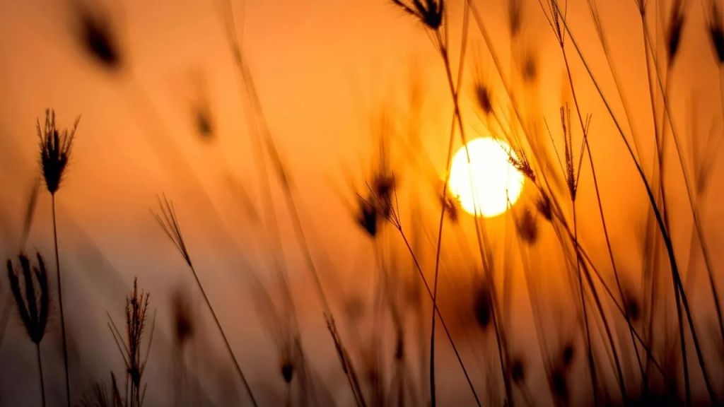 Коли буде літнє сонцестояння 2025: названо точну дату і час