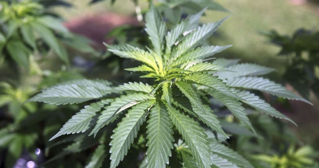 Україна дозволила ввезення канабісу для медичних цілей