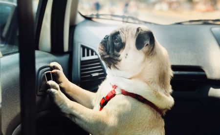 Штраф до 5950 грн: за що карають власників тварин у спеку