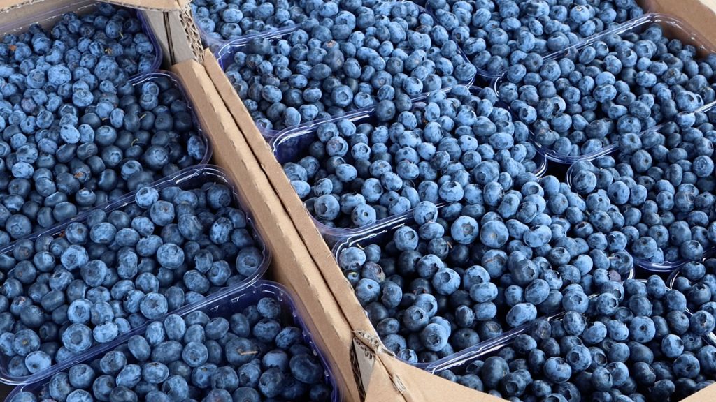 В Україні різко подешевшала лохина — ціни впали на чверть за тиждень