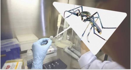 У Китаї впустили комарів-хижаків, щоб побороти вірус чикунгунья