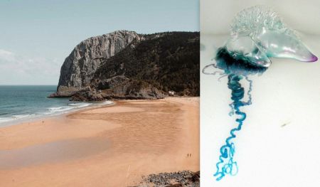 В Іспанії закрили деякі пляжі через морських істот, які вжалили понад 30 осіб