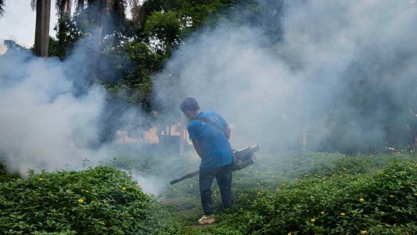 У Китаї спалах вірусу чикунгунья: майже 8 тисяч заражених